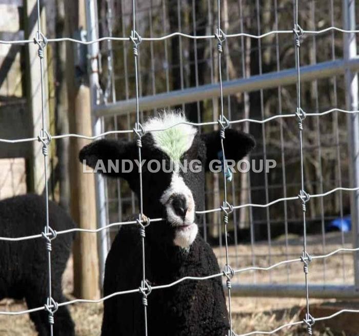 farm fence and field fence